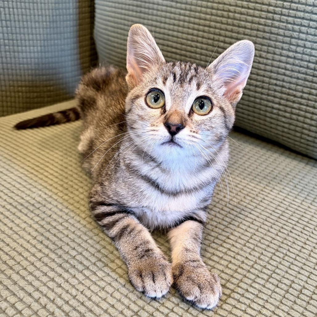 Enlarge Salmonella, a Adoptable Domestic Short Hair in Costa Mesa, CA image 5/6