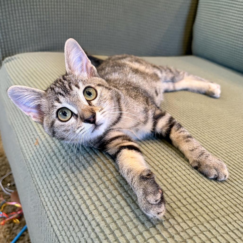 Enlarge Salmonella, a Adoptable Domestic Short Hair in Costa Mesa, CA image 6/6