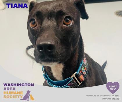 Enlarge Tiana, a Adoptable mixed breed in Eighty Four, PA image 2/2