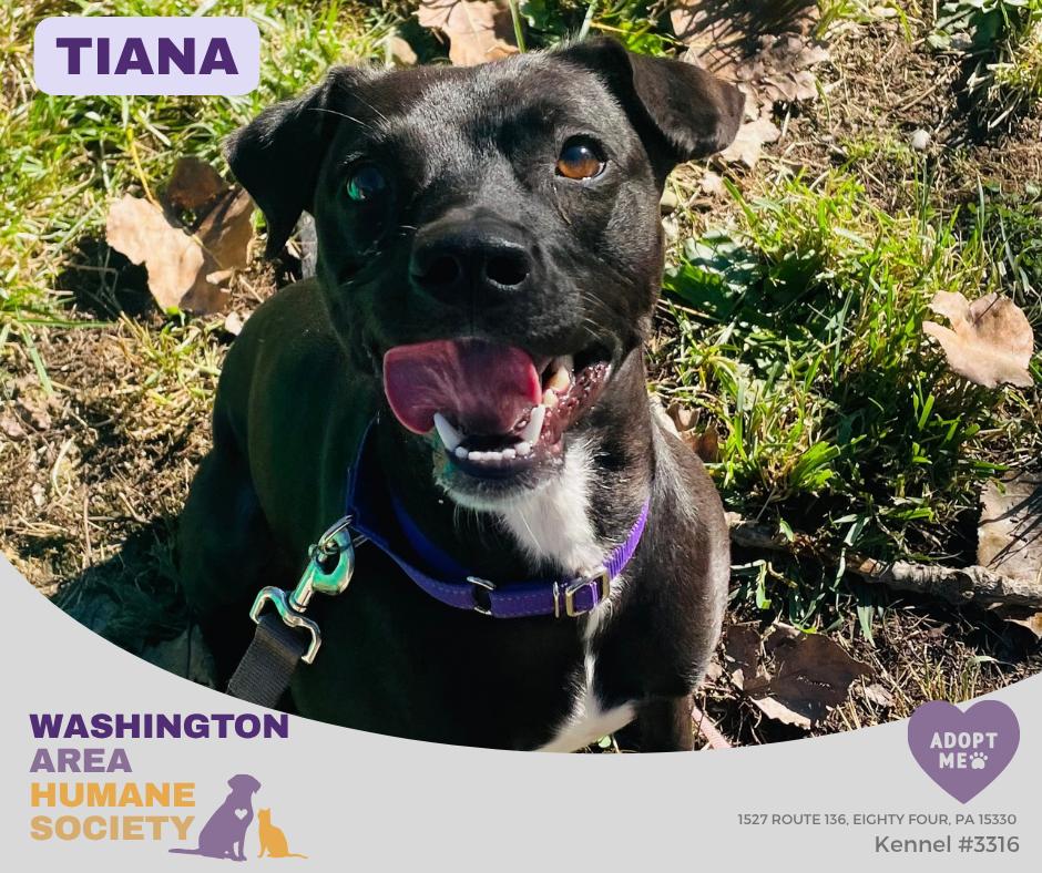 Tiana, Adoptable, Adult Female Pit Bull Terrier.