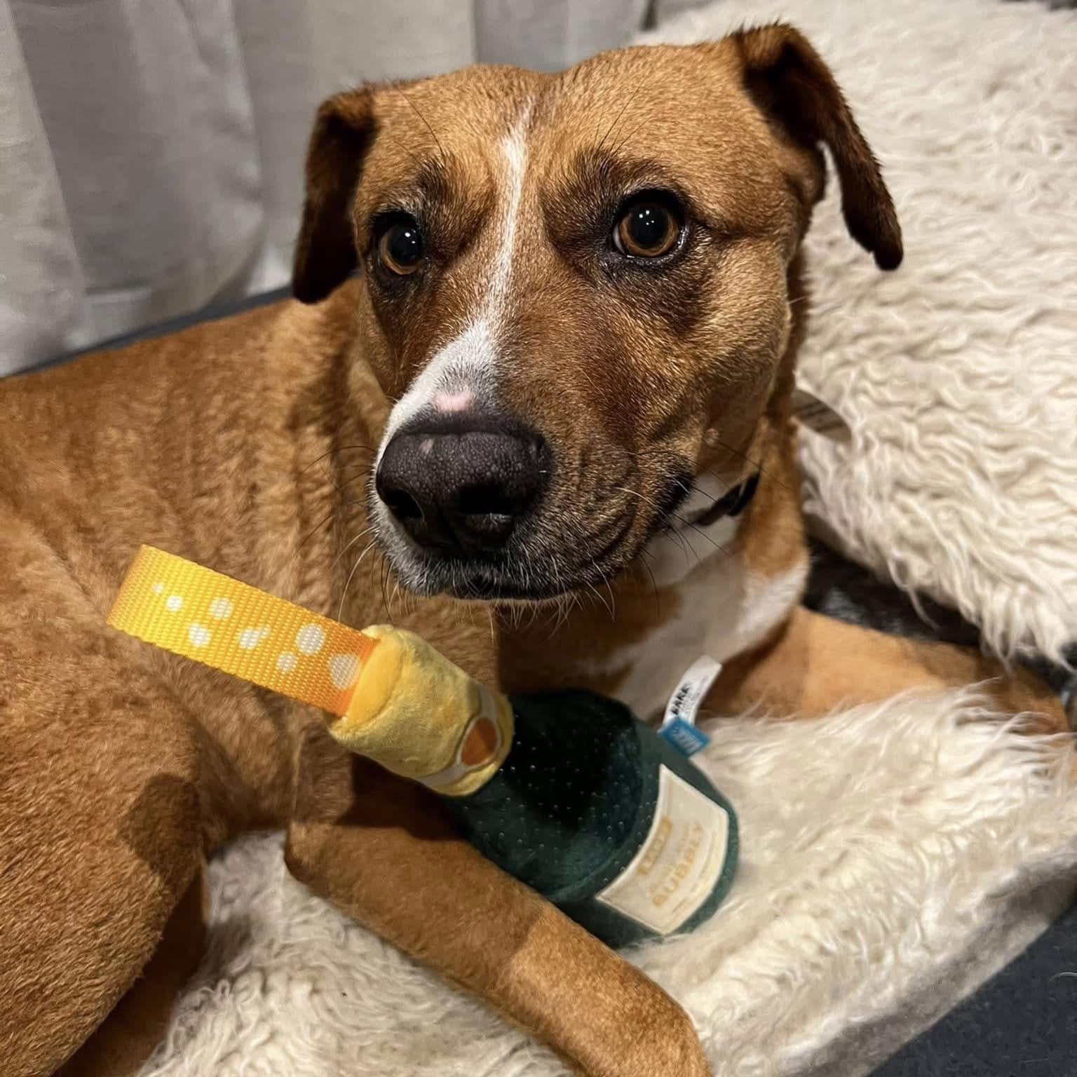 Dog Adoptable - Leia an German Shepherd Dog Alaskan Malamute Dog in  Kingston, ON | Petfinder, image size:1536x1536