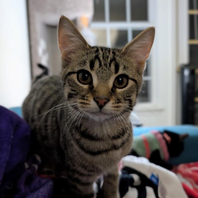 Superb Owl, Adoptable, Young Male Domestic Short Hair.