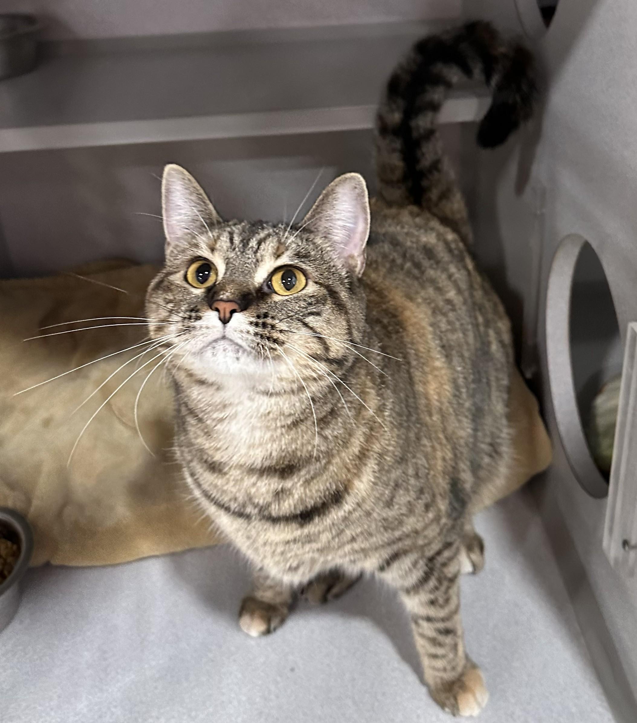 Enlarge Guava, a Adoptable Domestic Short Hair in Webster City, IA image 1/1