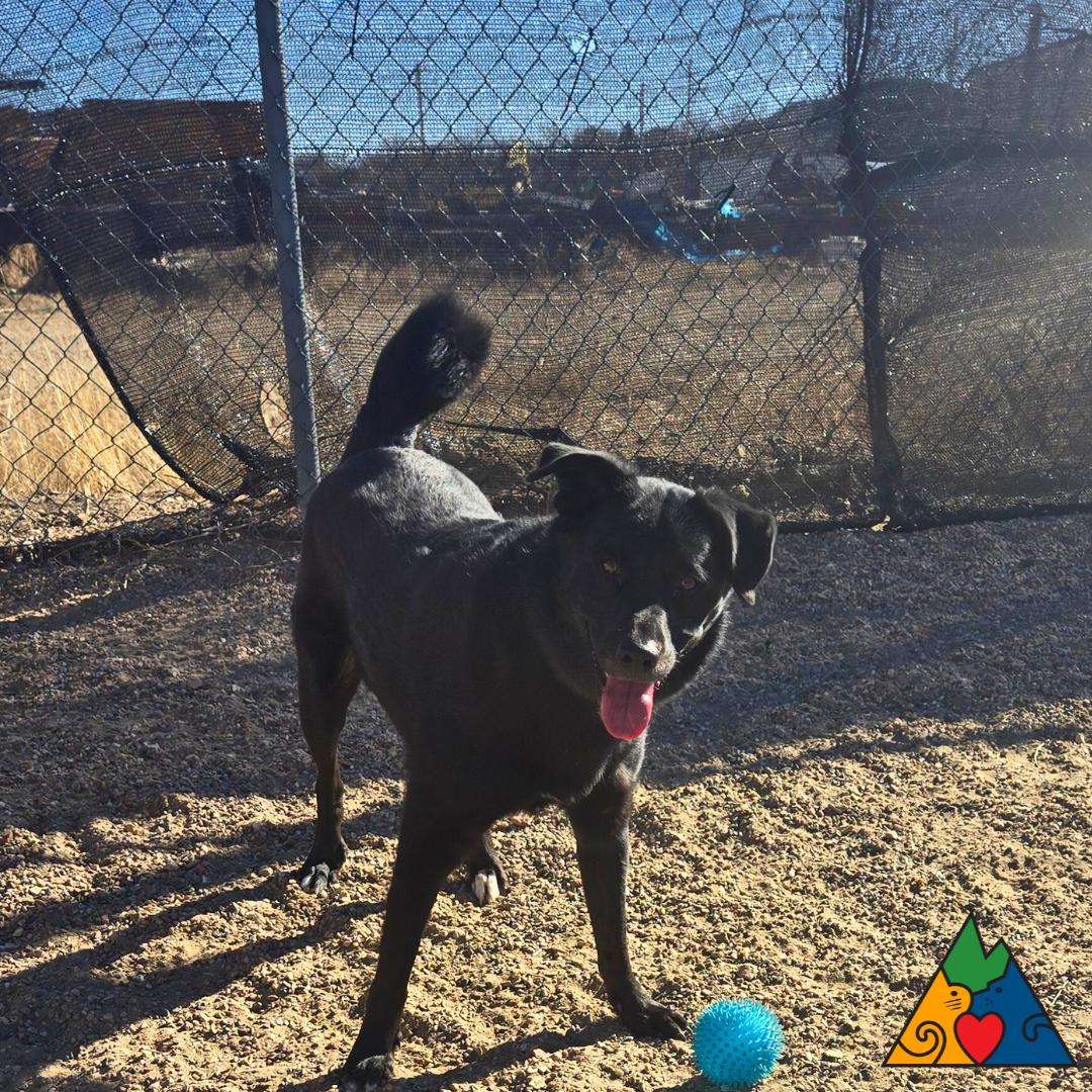 Odin, a ADOPTABLE mixed breed in Douglas, WY image 2/6