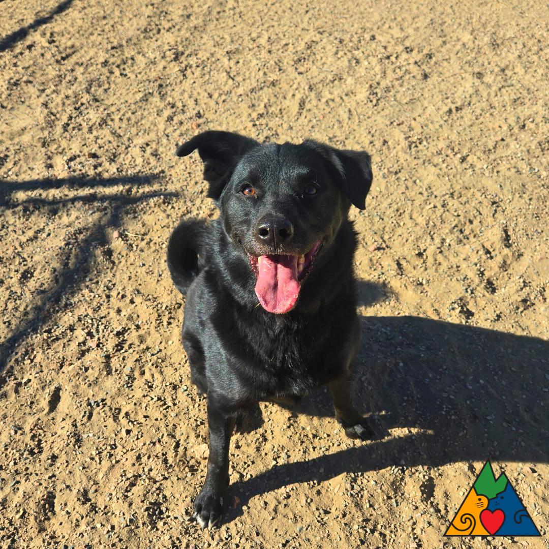 Odin, ADOPTABLE, Adult Male Black Labrador Retriever & Mixed Breed.