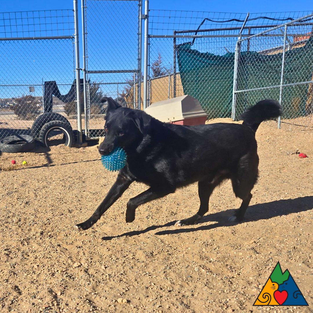 Odin, a ADOPTABLE mixed breed in Douglas, WY image 5/6