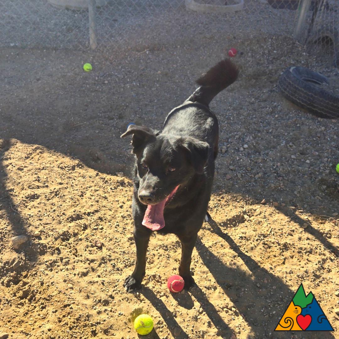 Odin, a ADOPTABLE mixed breed in Douglas, WY image 6/6