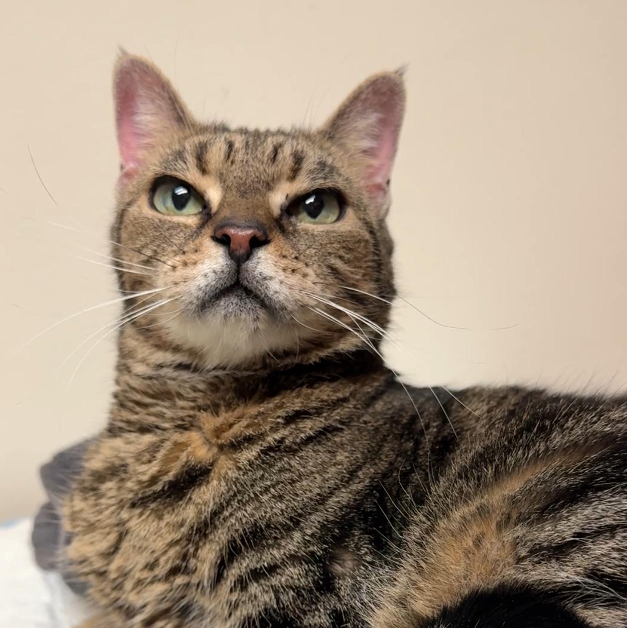 Juliette, a Adoptable mixed breed in New york, NY image 1/3