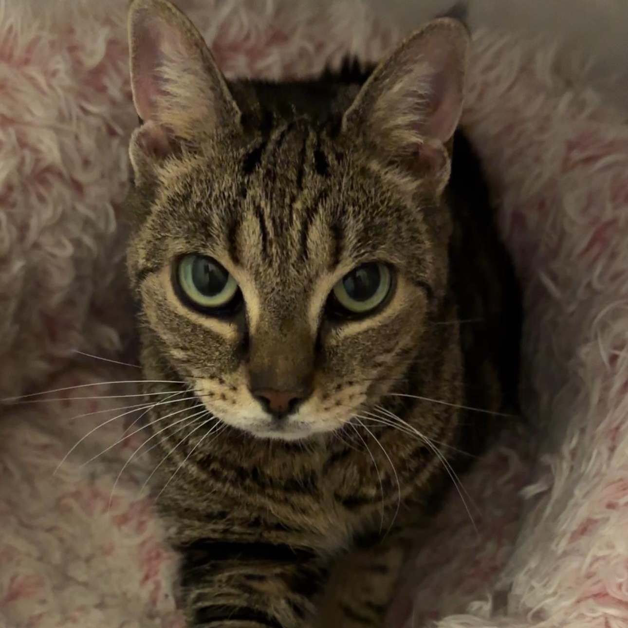 Juliette, a Adoptable mixed breed in New york, NY image 2/3