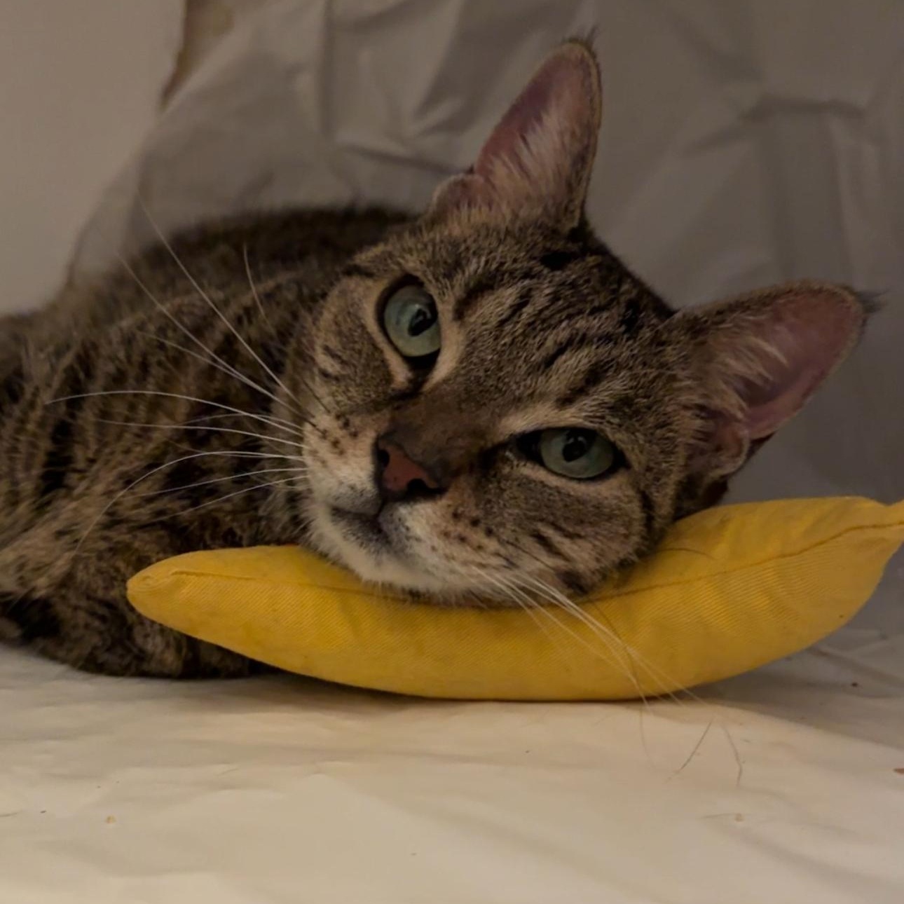 Juliette, a Adoptable mixed breed in New york, NY image 3/3