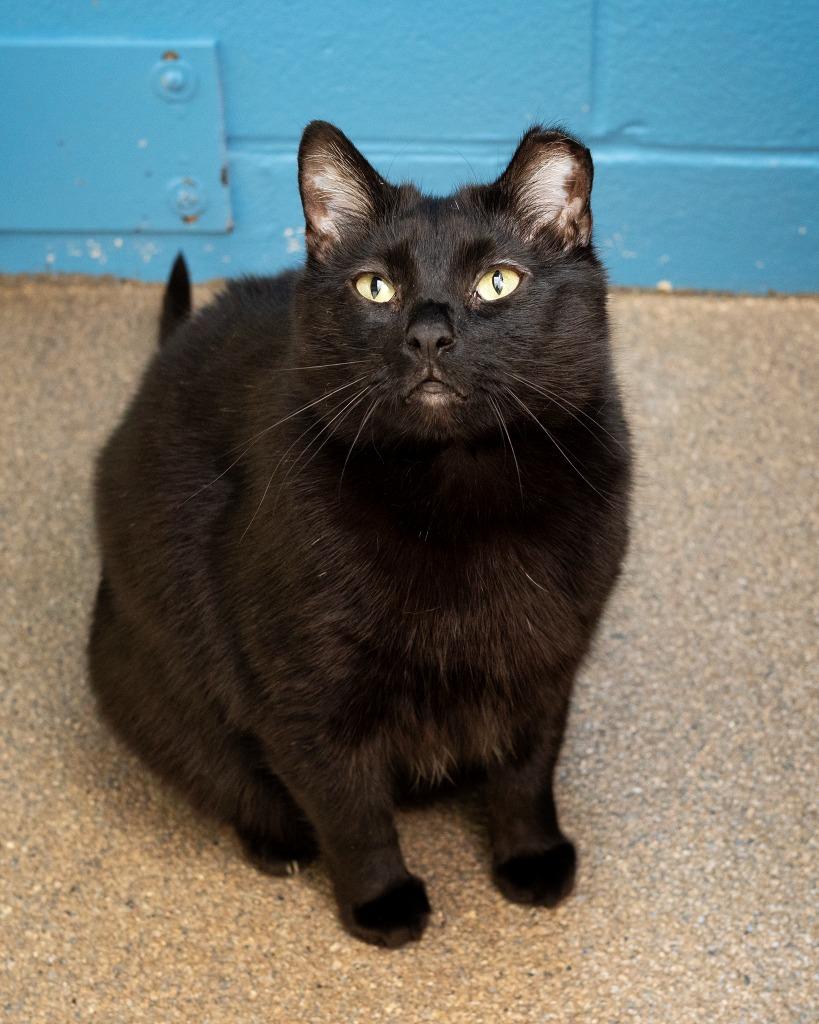 Dessie, Adoptable, Young Female Domestic Short Hair.