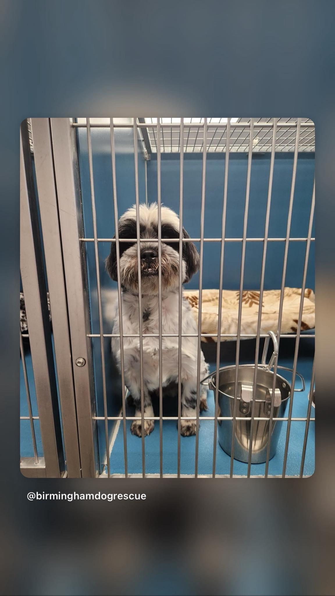 Enlarge Ozzy, a Adopted Shih Tzu in Bloomfield Hills, MI image 1/1