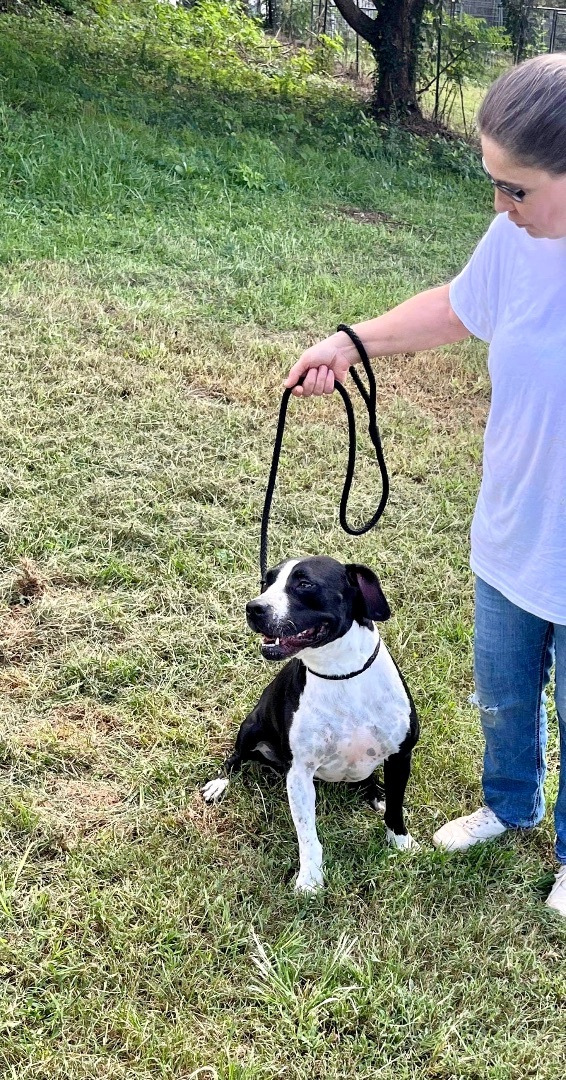 Chelsea, Adoptable, Adult Female Mixed Breed.