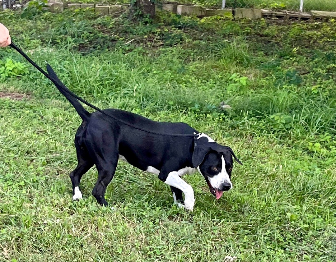 Chelsea, a Adoptable Mixed Breed in Alpharetta, GA image 2/3