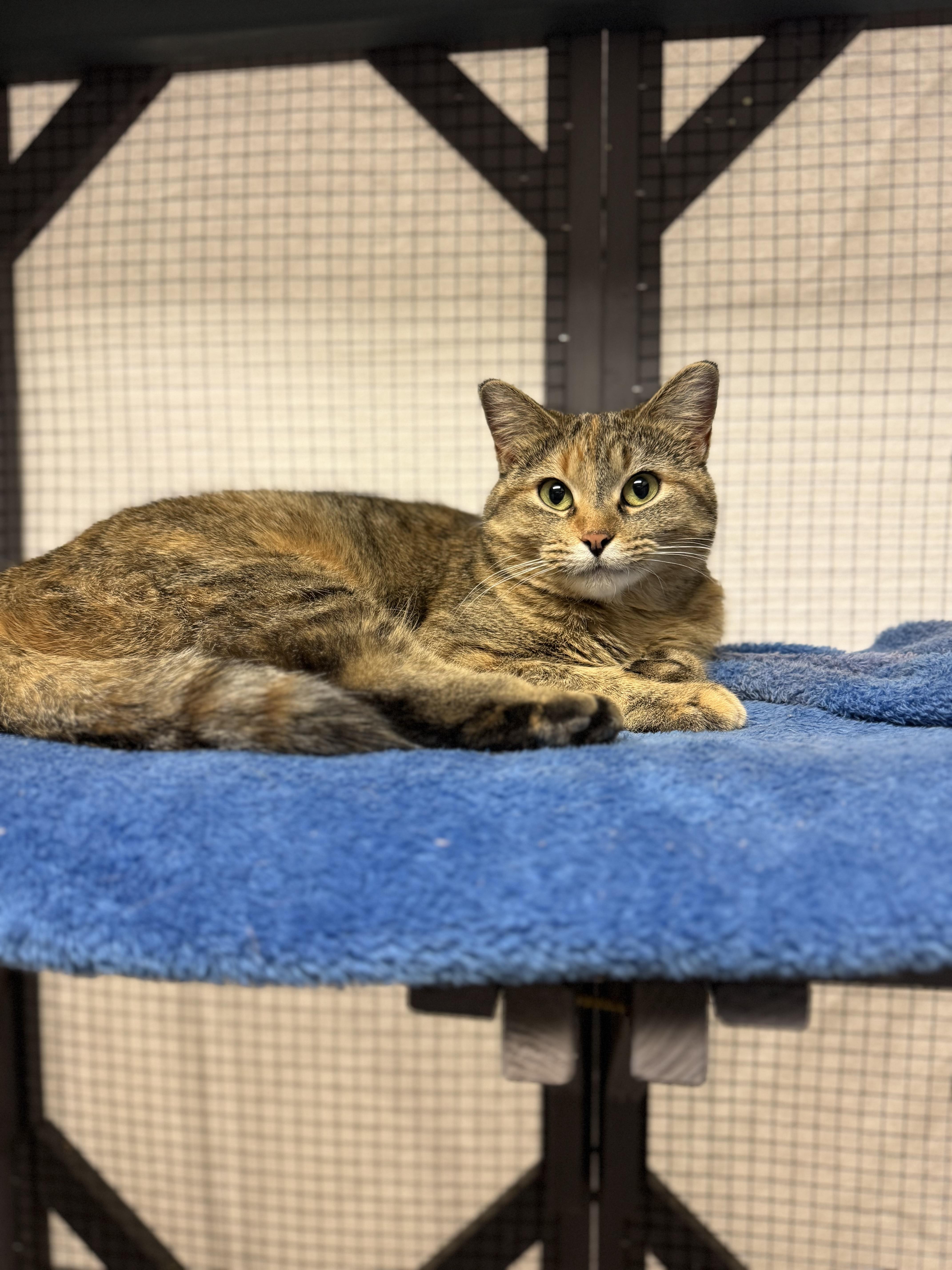 Juniper, ADOPTABLE, Adult Female Domestic Short Hair.