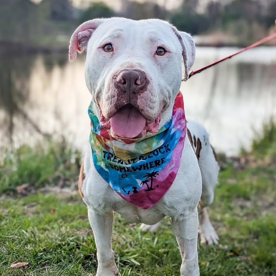 Enlarge Pretzel, a Adoptable mixed breed in Detroit, MI image 1/6