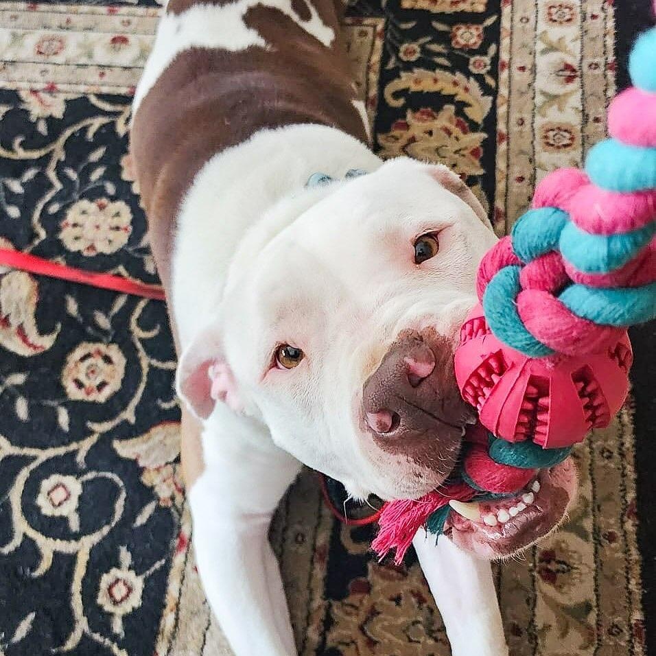 Enlarge Pretzel, a Adoptable mixed breed in Detroit, MI image 3/6