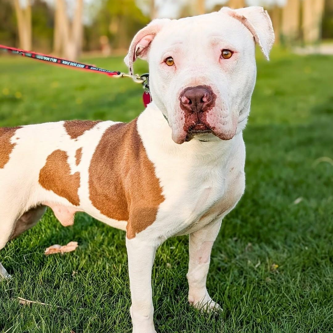 Enlarge Pretzel, a Adoptable mixed breed in Detroit, MI image 2/6