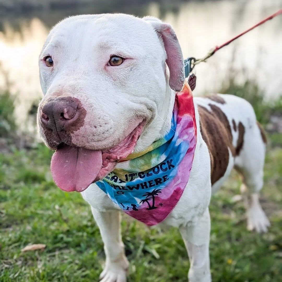 Enlarge Pretzel, a Adoptable mixed breed in Detroit, MI image 4/6