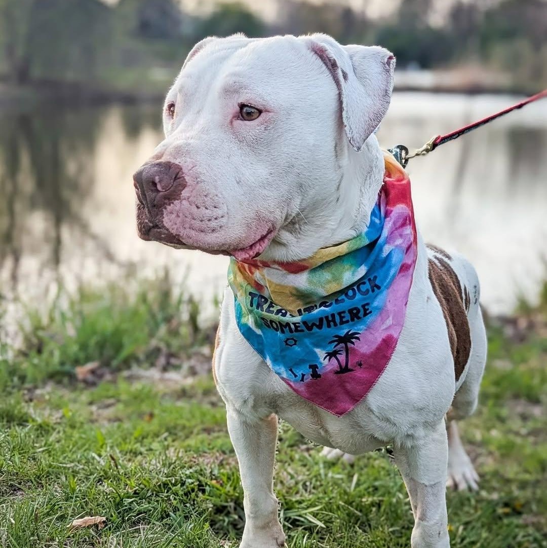 Enlarge Pretzel, a Adoptable mixed breed in Detroit, MI image 6/6