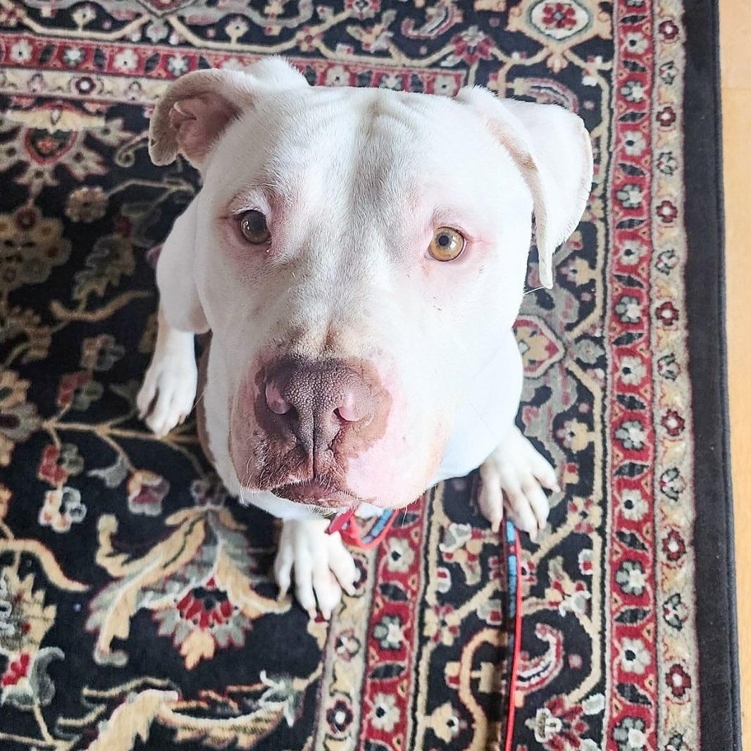 Enlarge Pretzel, a Adoptable mixed breed in Detroit, MI image 5/6