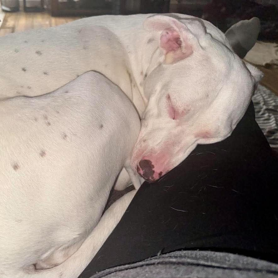 Alessi, Adoptable, Adult Female Mixed Breed.