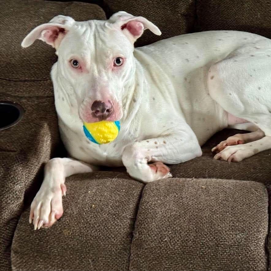 Alessi, a Adoptable Mixed Breed in Joliet, IL image 2/6
