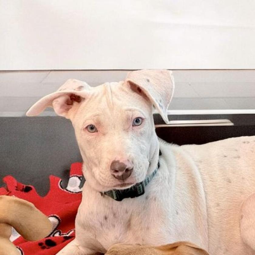 Alessi, a Adoptable Mixed Breed in Joliet, IL image 1/3