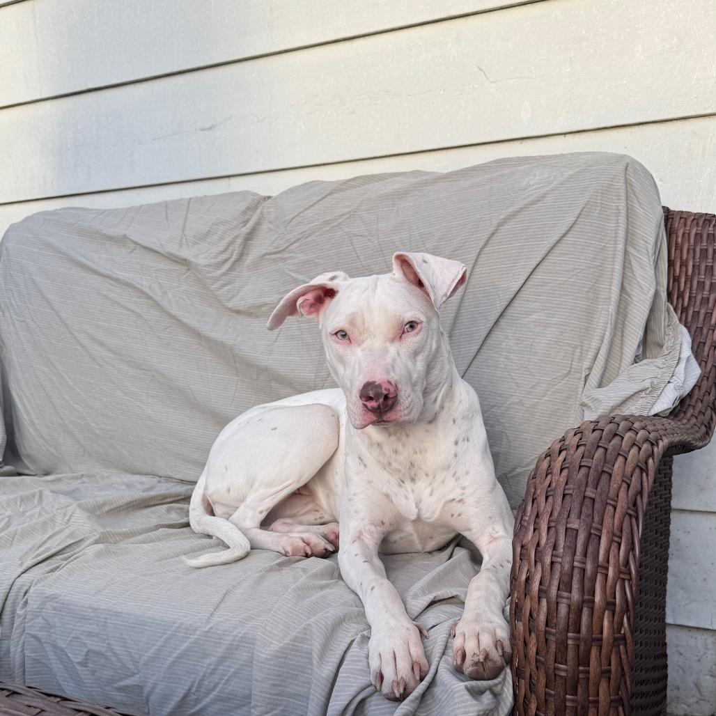 Alessi, a Adoptable Mixed Breed in Joliet, IL image 2/3