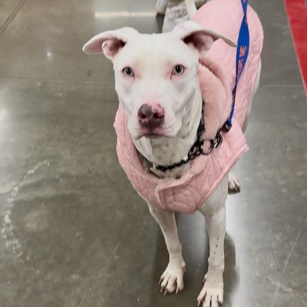 Alessi, a Adoptable Mixed Breed in Joliet, IL image 3/3