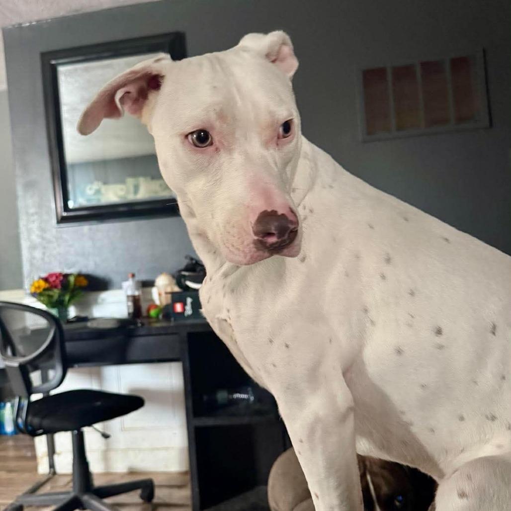 Alessi, a Adoptable Mixed Breed in Joliet, IL image 6/6