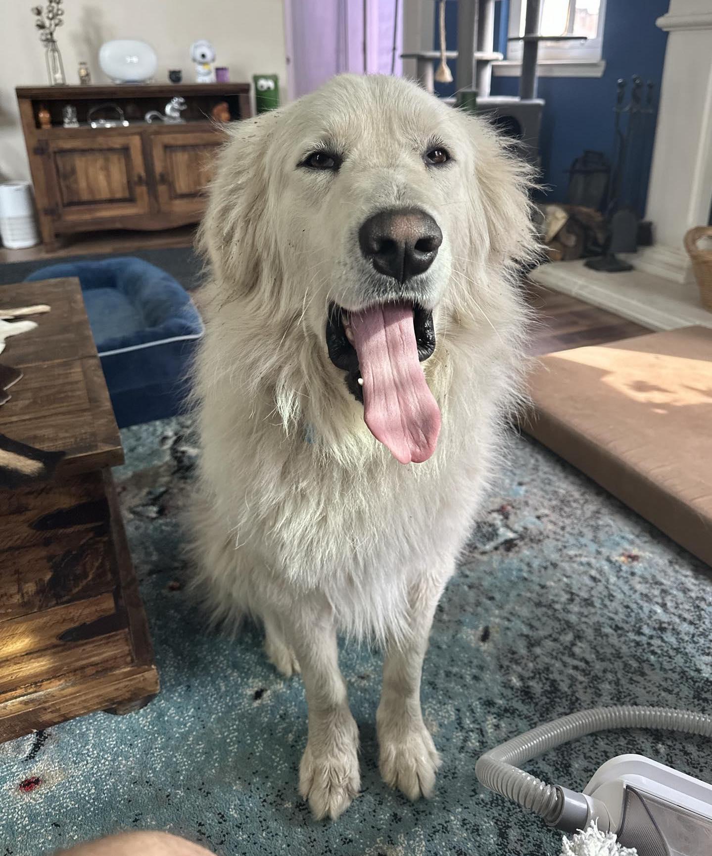 Fletch, Adopted, Adult Male Great Pyrenees.
