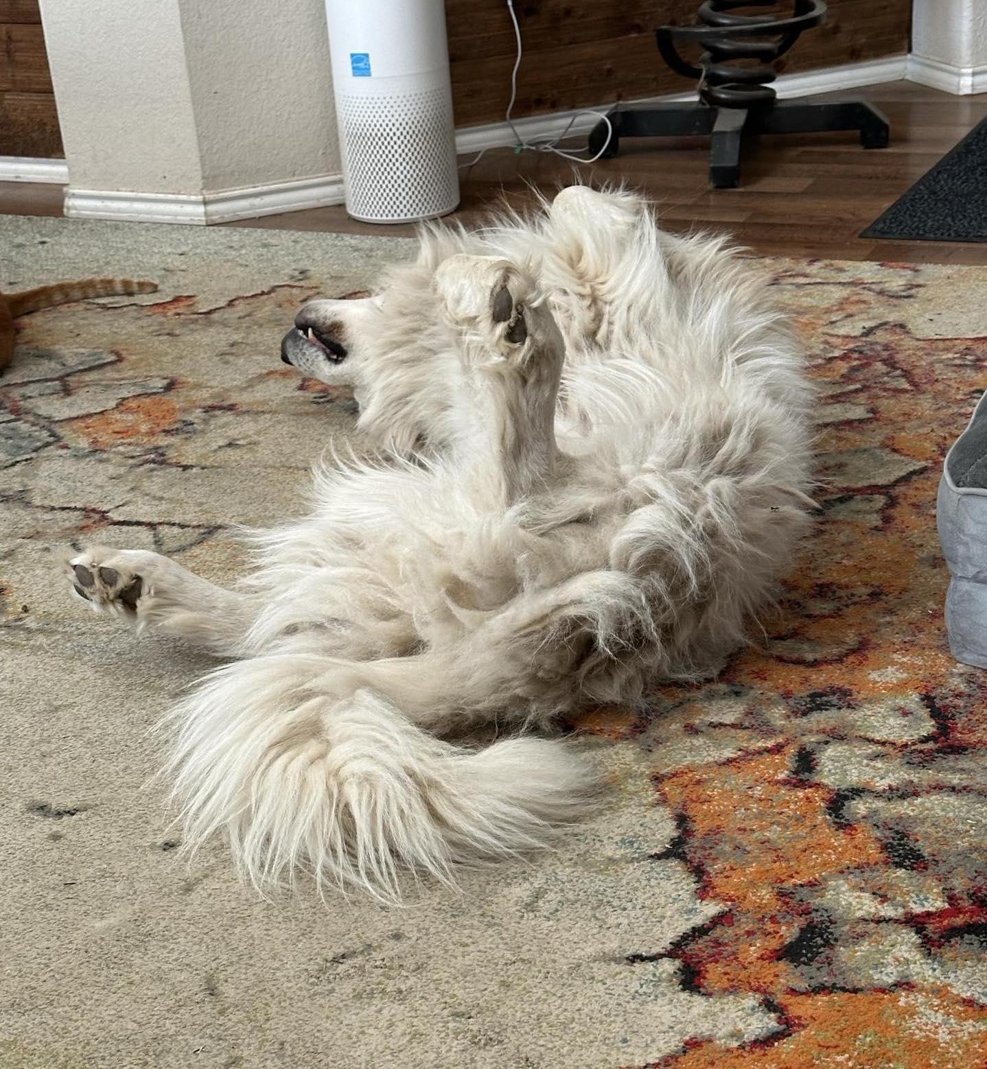 Fletch, a Adopted Great Pyrenees in Garland, TX image 2/3