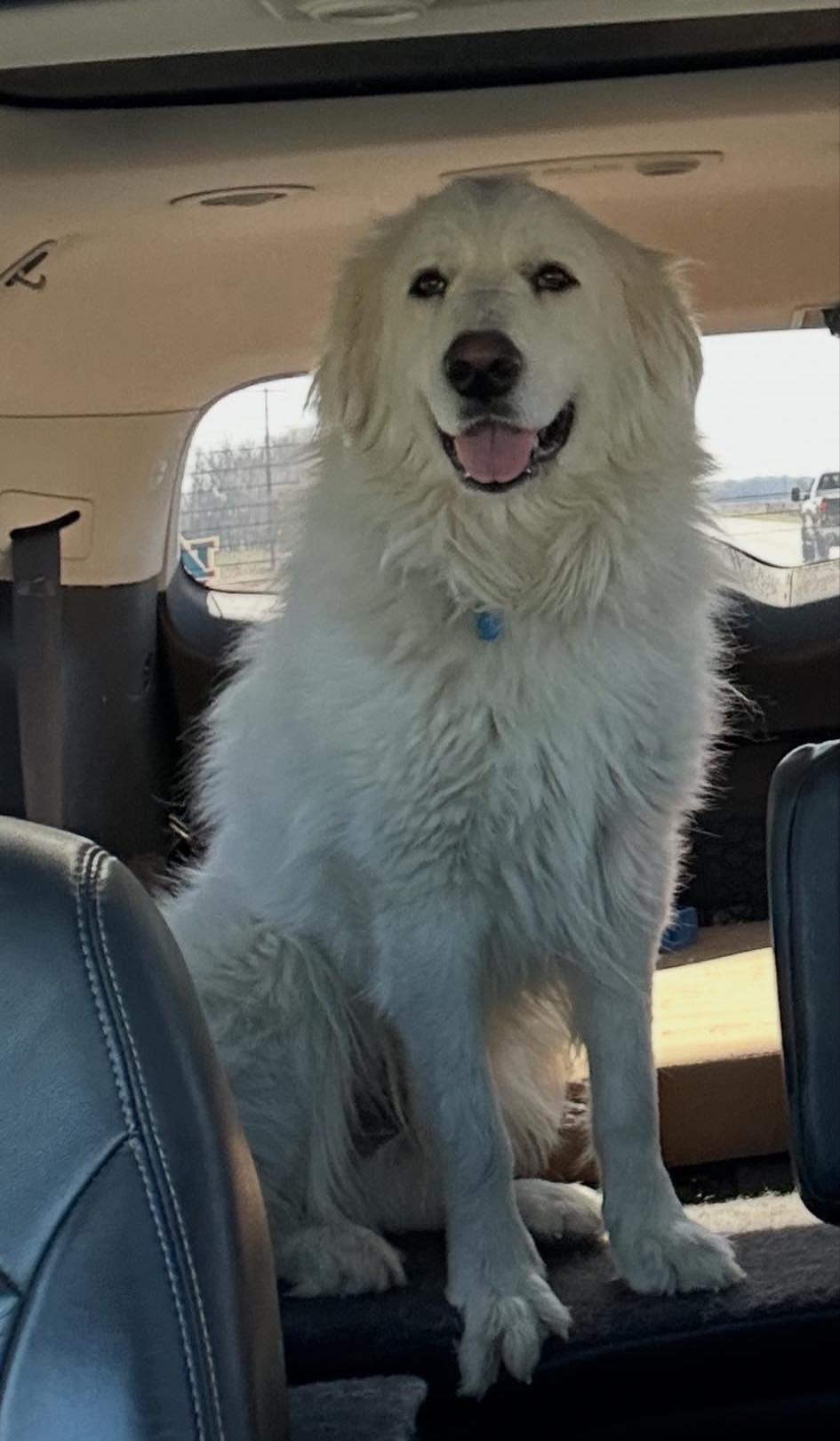 Fletch, a Adopted Great Pyrenees in Garland, TX image 3/3