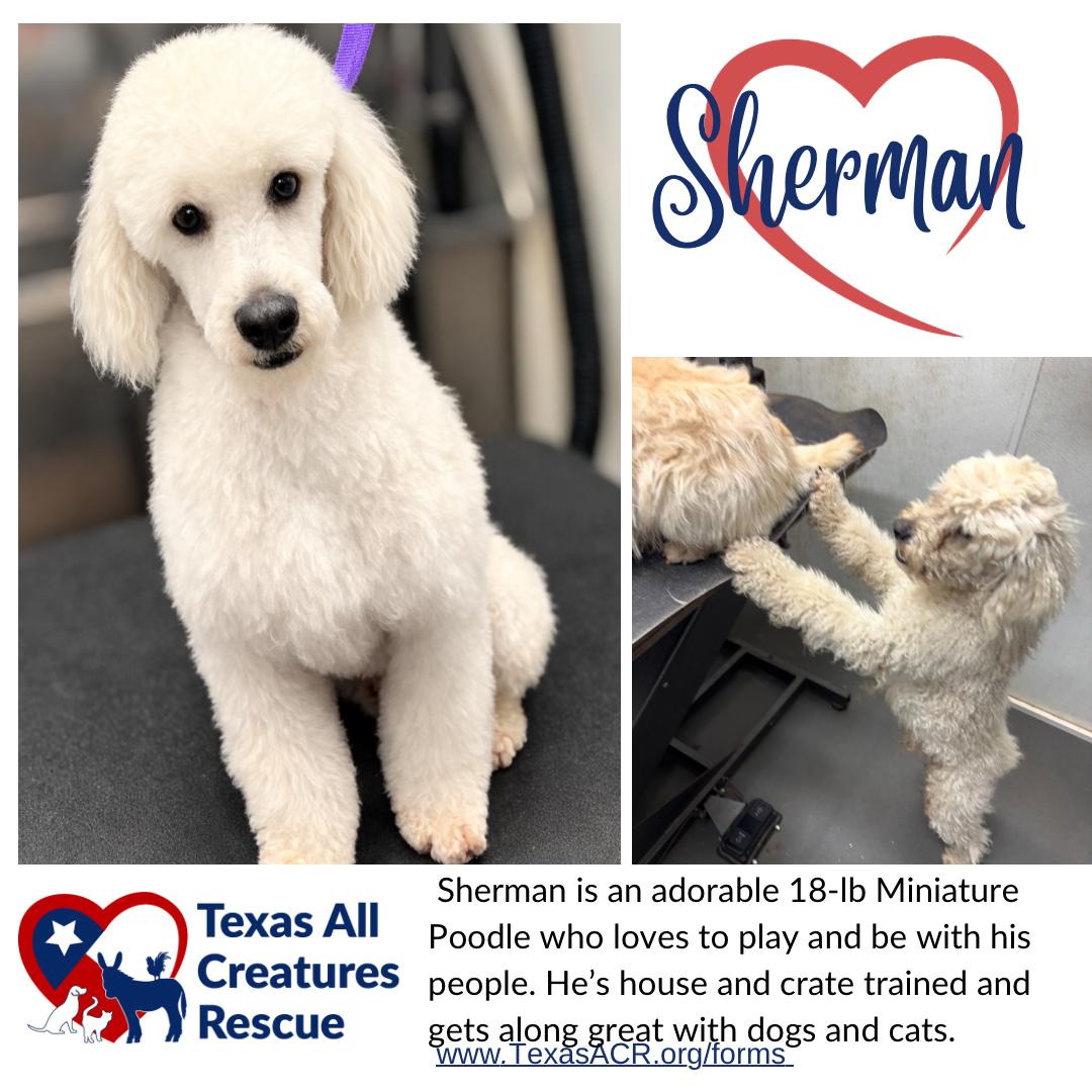Sherman, Adoptable, Young Male Poodle.