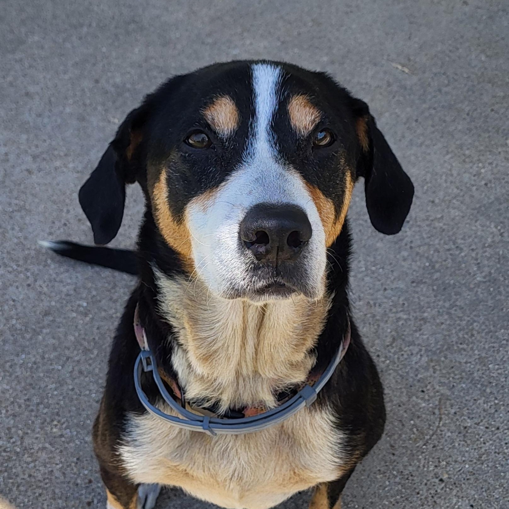 Callie, adopted, Adult Female Mountain Dog & Labrador Retriever.