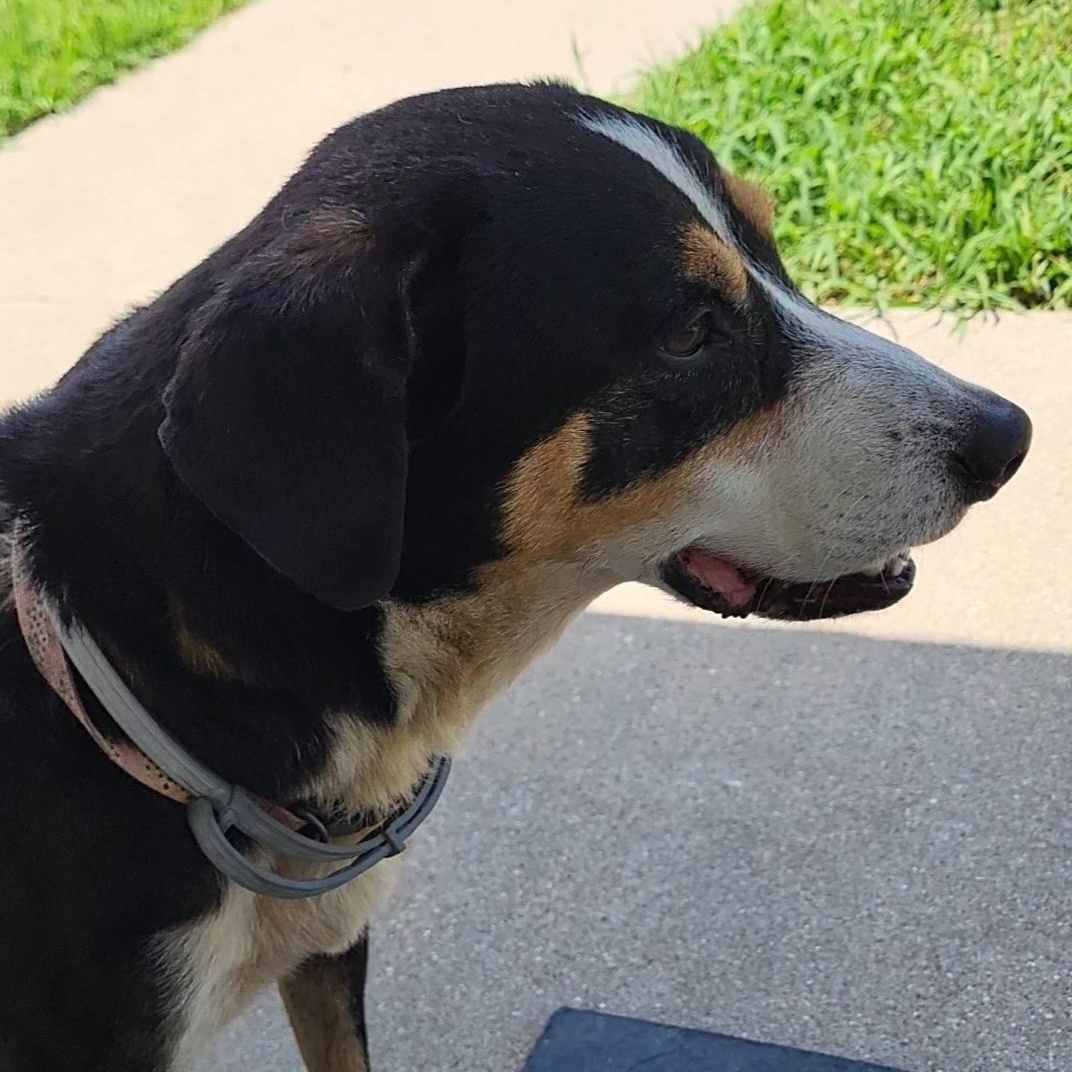 Callie, an adopted mixed breed in Rockdale, TX image 3/3