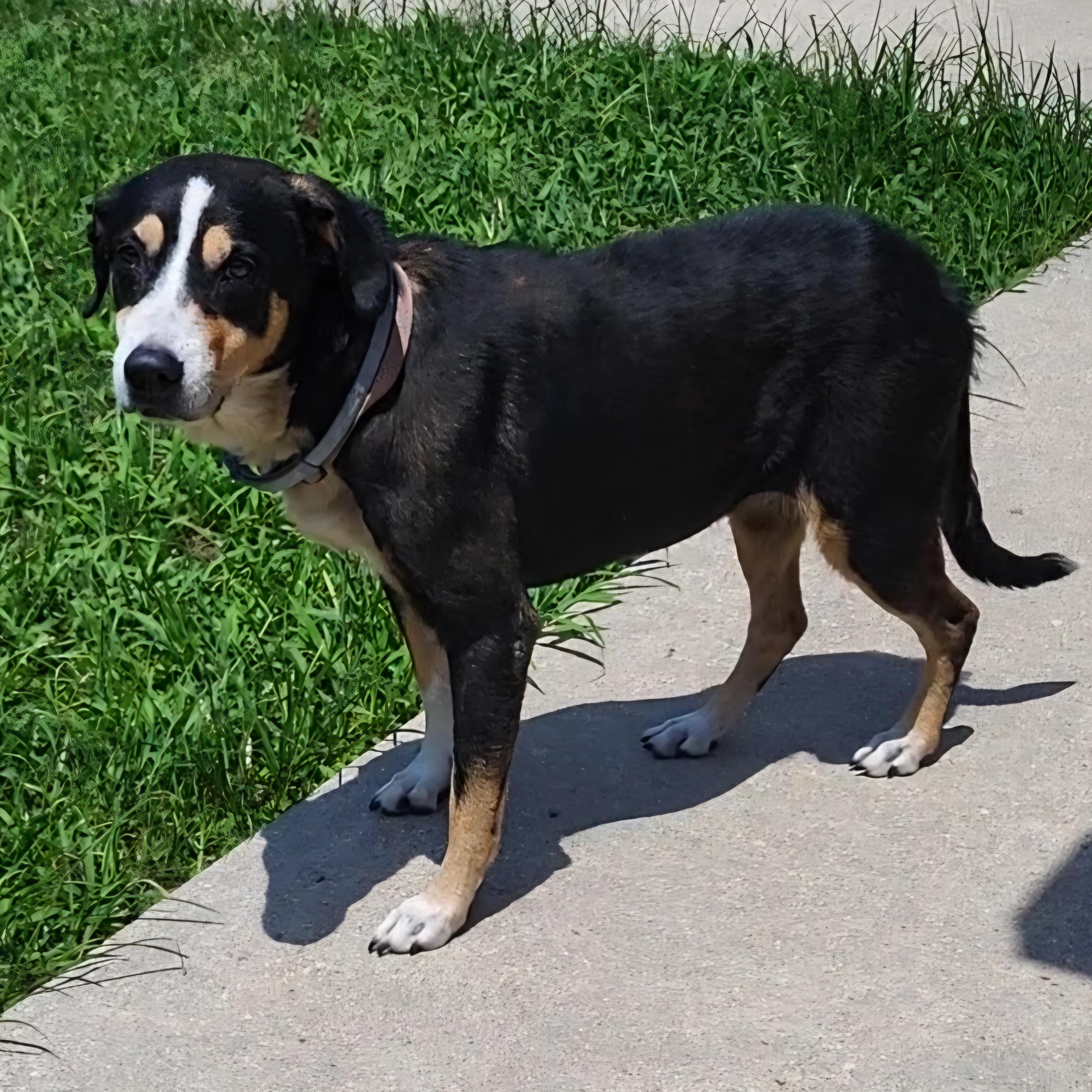 Callie, an adopted mixed breed in Rockdale, TX image 2/3