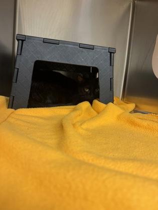 Void Music, a Adoptable mixed breed in Wichita, KS image 1/2
