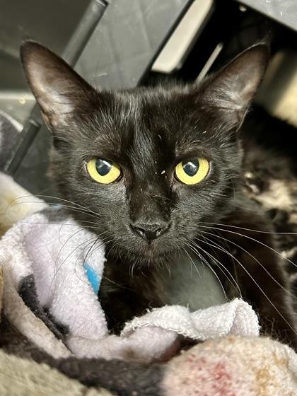 Void Music, a Adoptable mixed breed in Wichita, KS image 2/2