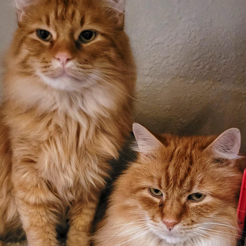 Lightfoot, Adoptable, Adult Male Domestic Long Hair.