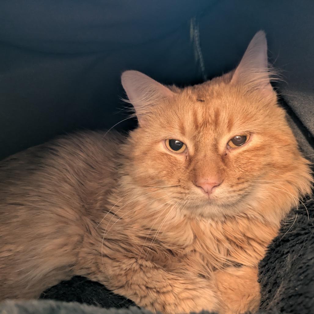 Lightfoot, a Adoptable Domestic Long Hair in Buffalo, MN image 2/6