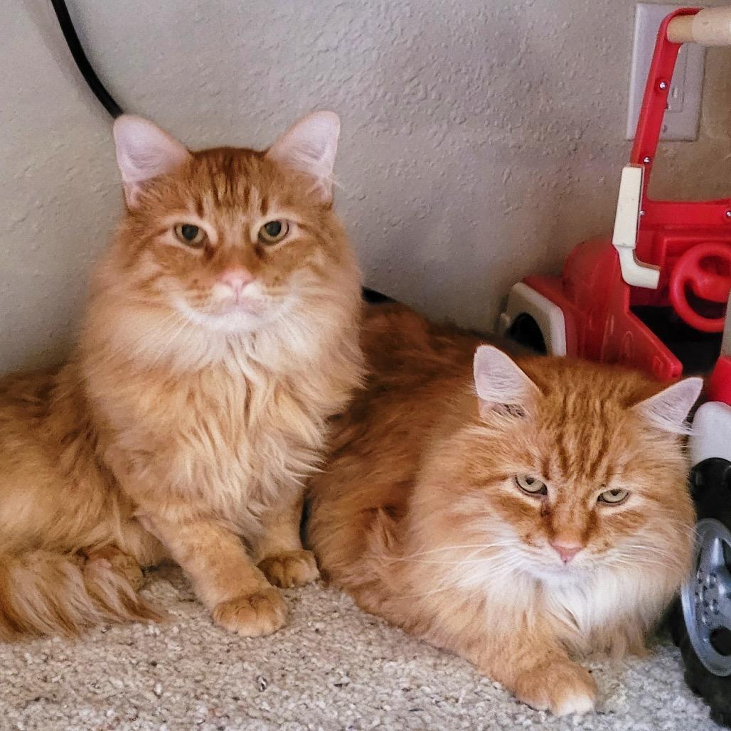Lightfoot, a Adoptable Domestic Long Hair in Buffalo, MN image 3/6