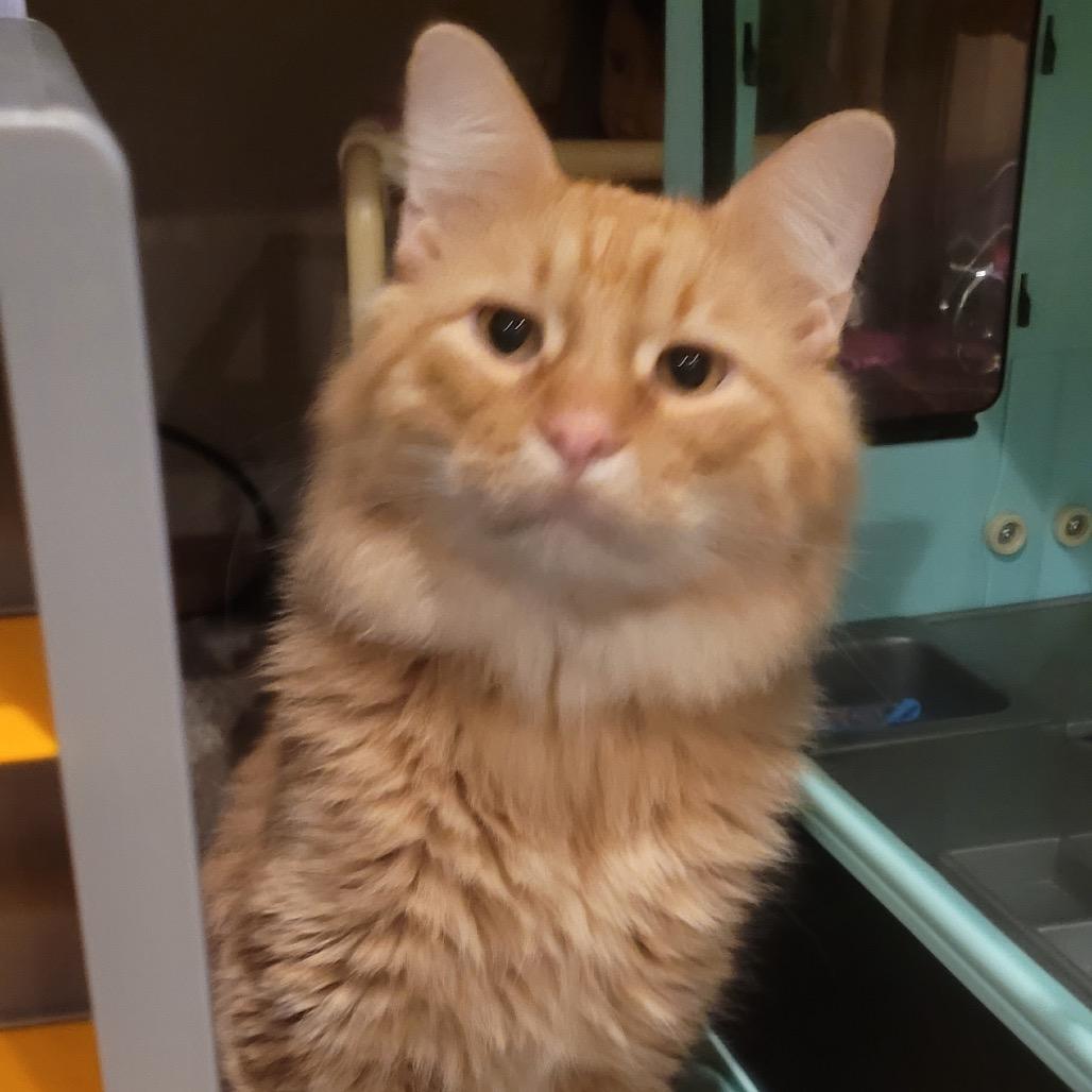 Lightfoot, a Adoptable Domestic Long Hair in Buffalo, MN image 4/6
