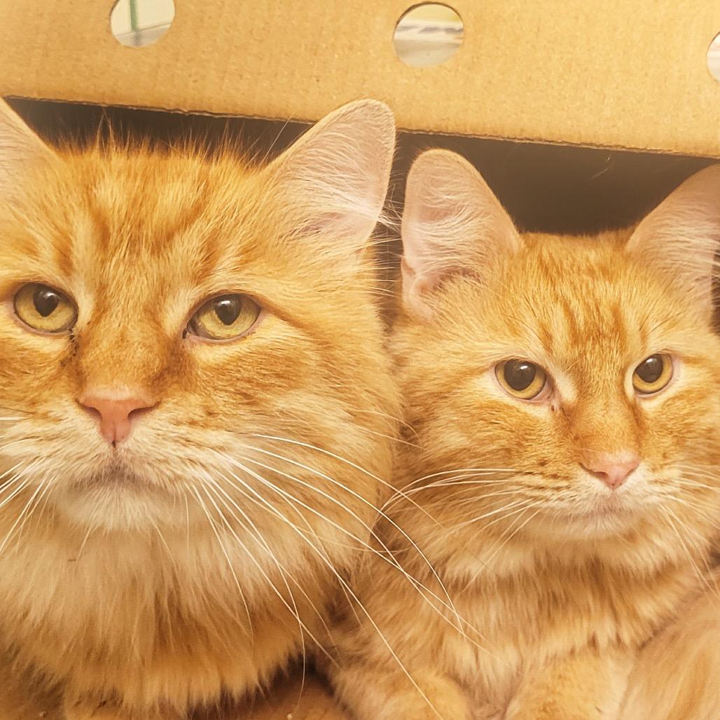 Lightfoot, a Adoptable Domestic Long Hair in Buffalo, MN image 5/6