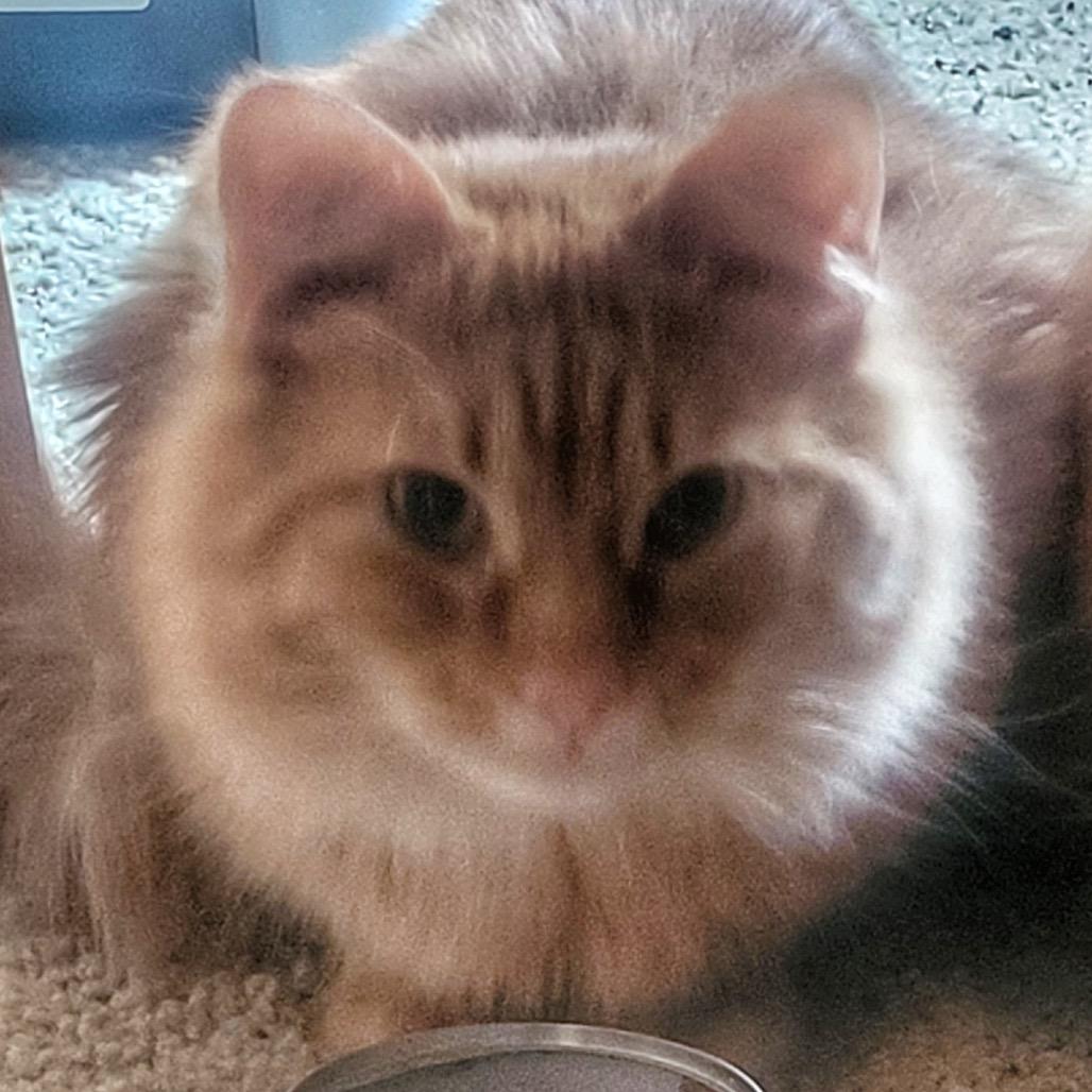 Lightfoot, a Adoptable Domestic Long Hair in Buffalo, MN image 6/6