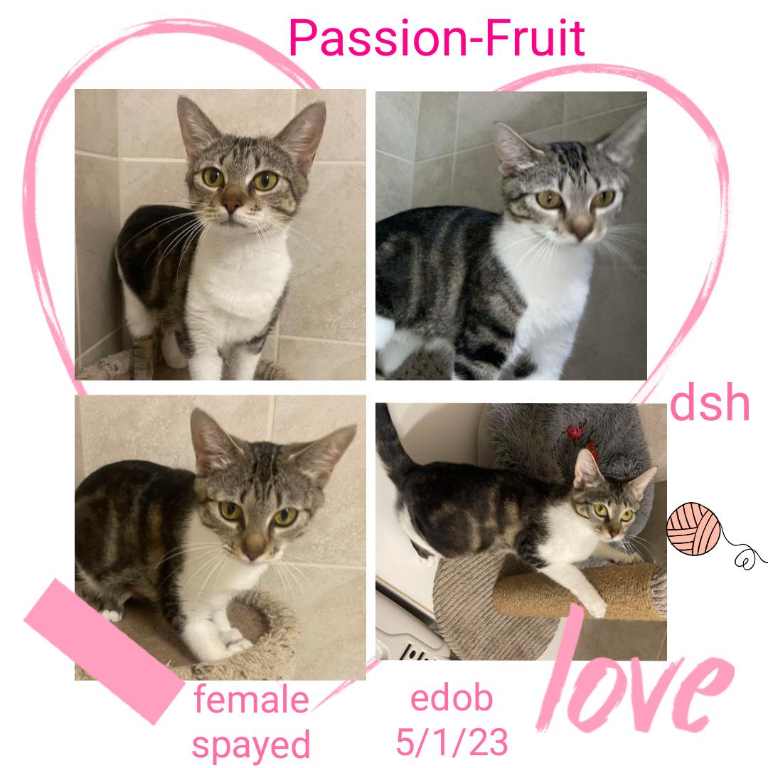 Enlarge Passion-Fruit 0R13836-T, a Adoptable mixed breed in Beaverton, OR image 1/5