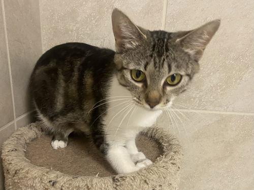 Enlarge Passion-Fruit 0R13836-T, a Adoptable mixed breed in Beaverton, OR image 2/5