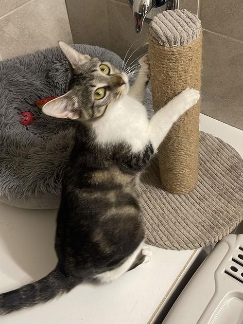 Enlarge Passion-Fruit 0R13836-T, a Adoptable mixed breed in Beaverton, OR image 4/5