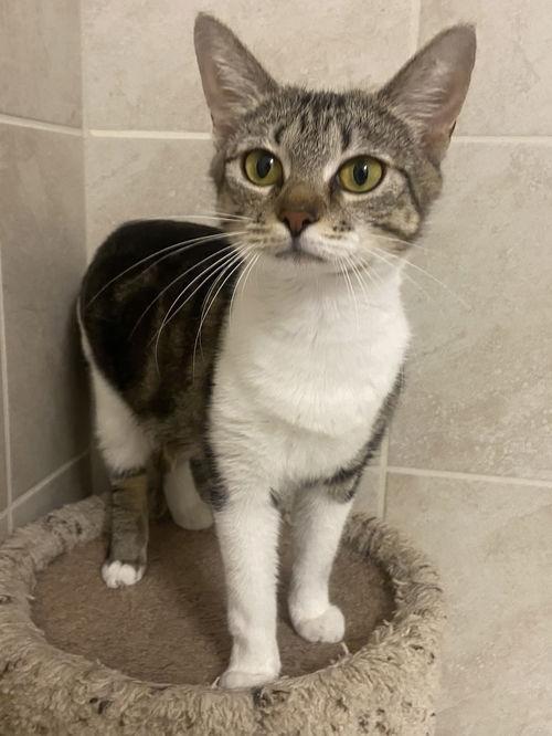 Enlarge Passion-Fruit 0R13836-T, a Adoptable mixed breed in Beaverton, OR image 5/5